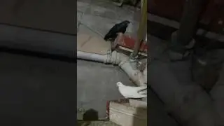 Erzuum kumrusu pala recep