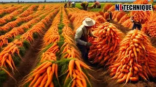 How Are 100 Million Tons Of Carrots Harvested ? Agriculture Technology