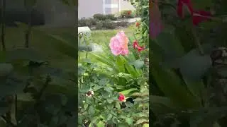 Розы 🌹🌹🌹 