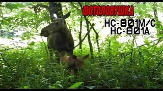 ОХОТА С ФОТОЛОВУШКОЙ! ЛОСЬ КУПАЕТСЯ В ВОДЕ!