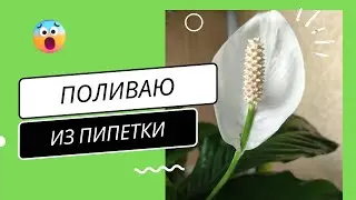 Поливать Спатифиллум из Чайной Ложки