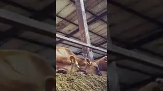 Как Джерсейская порода адаптируется к климату и условиям содержания? #скотоводство #джерсейская