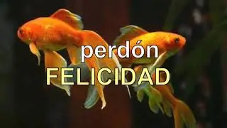 METÁFORA DEL PECECILLO DE COLORES - La tristeza del ego, la felicidad de SER