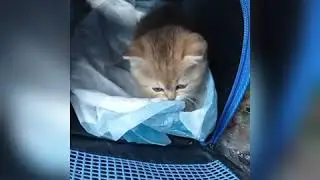 Приехали в новый дом, покушали, ждём папу, осваивается на новам месте