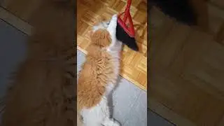 When you try to clean the house with a cat #shorts