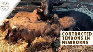 Contracted Tendons in Newborn Baby Goats
