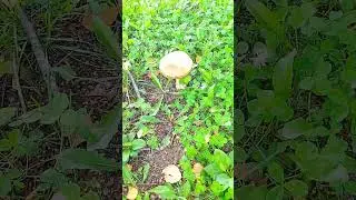 Парк в Уфе.☘️🌿🌱🌳 Park.#park #shorts #short #парк#уфа#природа#nature