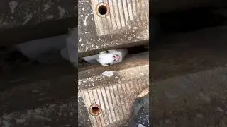 #babifreitas