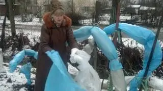 Ежевика,укрываем на зиму .