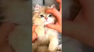 Cat videos 😻 cute and funny cats 😆🥳