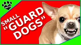 Top 10 Best Small Guard Dog Breeds for Security - Dogs 101