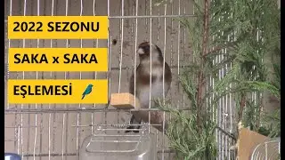 Saka x Saka Üretimi | Eşe Attığım Yıllık Kuşlar