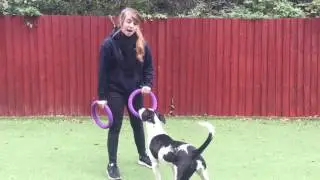 How to teach your dog the drop command