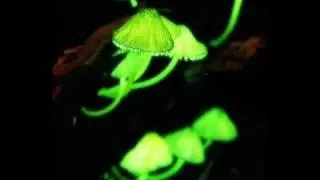 Dualism - Al kaloid (Greenbeam & Leon Remix)