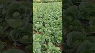 કોબીજ /Gobi // Farming Lover// Vegetables Farming #viral #youtubeshorts #trending #reels #india
