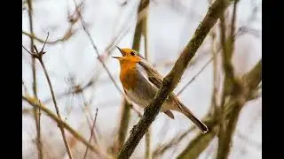 Birds singing no copyright sound effect
