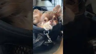 Brought My Dog to Work—you NEED to see how well she behaved 👩‍💻🤭