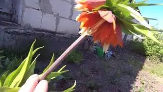 Саженцы и рябчик императорский