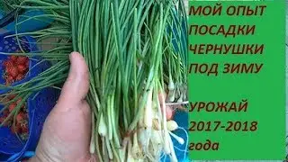 ЧЕРНУШКА ПОСАЖЕННАЯ  ПОД ЗИМУ И РЕЗУЛЬТАТ прекрасный. ДЕЛЮСЬ СВОИМ ПРОВЕРЕННЫМ ОПЫТОМ
