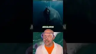 Evolution of the megalodom