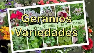 GERANIOS (novios). PARTE 1. VARIEDADES. Porque hay MÁS que el geranio de toda la vida! 😁