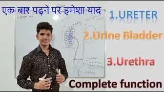 ureter || urine bladder || urethra || complete function || urinary system || excretory system