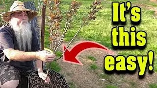 Planting Bare Root PLUM Trees in Containers or In Ground. Step by Step