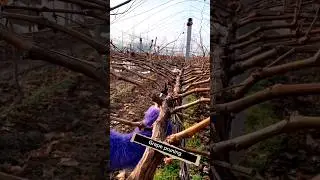 Grape Pruning Techniques 