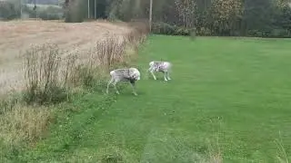 Rein på plena