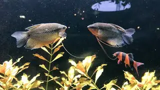 The Most BEAUTIFUL Aquarium Fish Tanks | Most BEAUTIFUL Fishes From Around The World