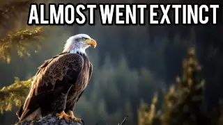 The Amazing Comeback Of The Bald Eagle