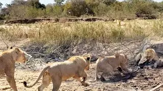 LIONS catch a NYALA