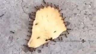Это командная работа детка