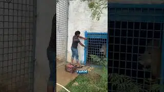 O novo tratador não durou nem o primeiro dia…😂 