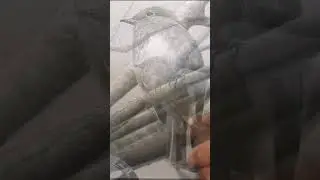 Drawing a Robin With Graphite Pencils #shorts #drawing