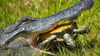 Cocodrilo Come Vivo a Tortuga