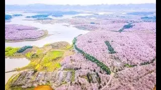Ngây ngất sắc hoa anh đào ở Quý Châu, Trung Quốc | GoldenTour