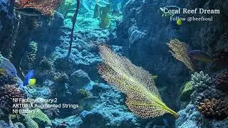 Coral Reef Dream