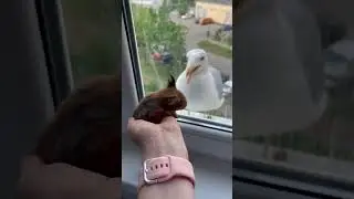Отношение между чайками и белками 🤣 в несколько кадров! #squirel #белка #animals #seagull #уля