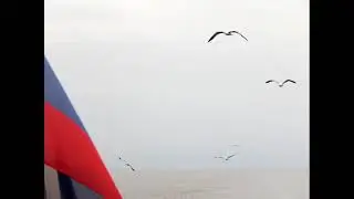 В Кулик - Про птицу-мечту. Верлибр.