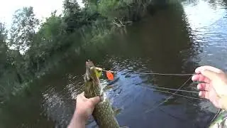 Веселая щучка