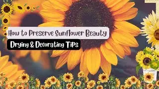 How to Preserve Sunflower Beauty: Drying & Decorating Tips