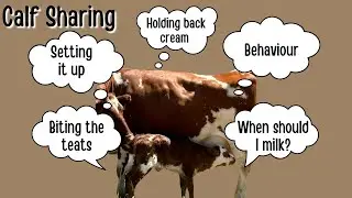Calf Sharing/ Answering all of your questions!