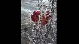 СН/ Очаровательная зимушка/A charming winter