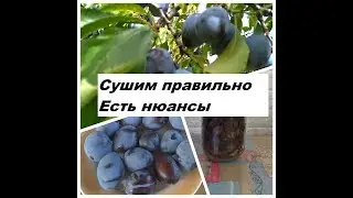Как посушить сливы. Есть НЮАНСЫ!