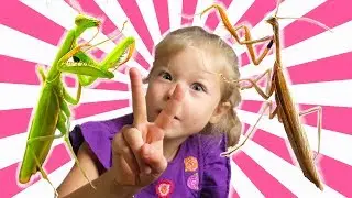 Insects 2. Mantis and Augustine. Insects for children.