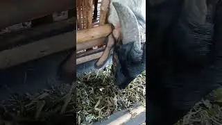PERTAMA KALI KASIH PAKAN SILASE PADA KAMBING KACANG ..