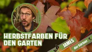 Diese Sträucher haben besonders schön gefärbtes Laub im Herbst I James der Gärtner