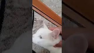 МАЛОСТЬ НАПАКОСТИЛИ