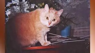 Марина Махорина. Гитара и рыжая кошка